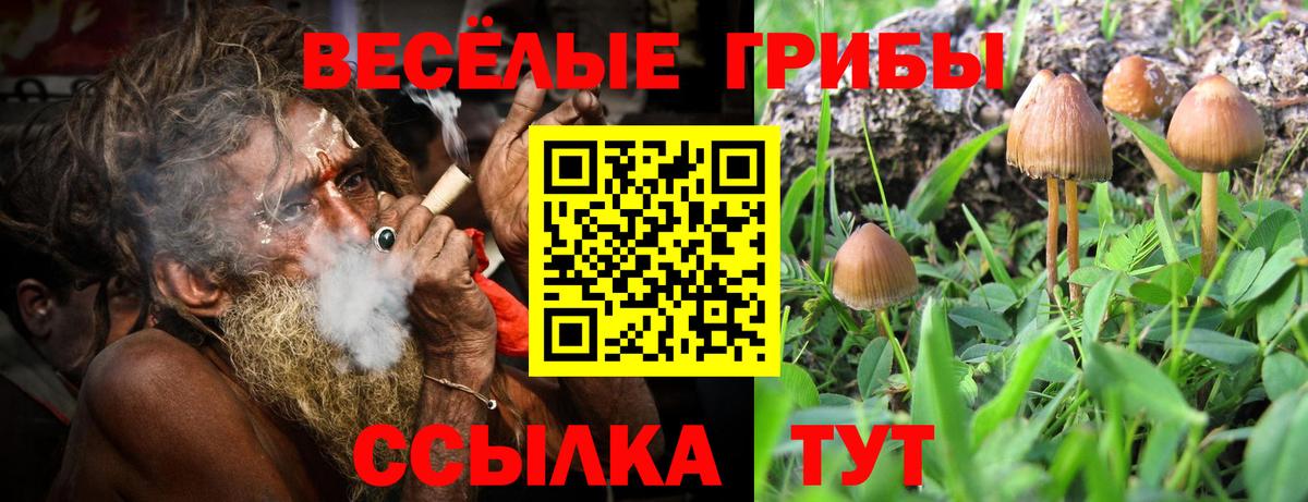 Псилоцибиновые грибы Psilocybe Кореновск